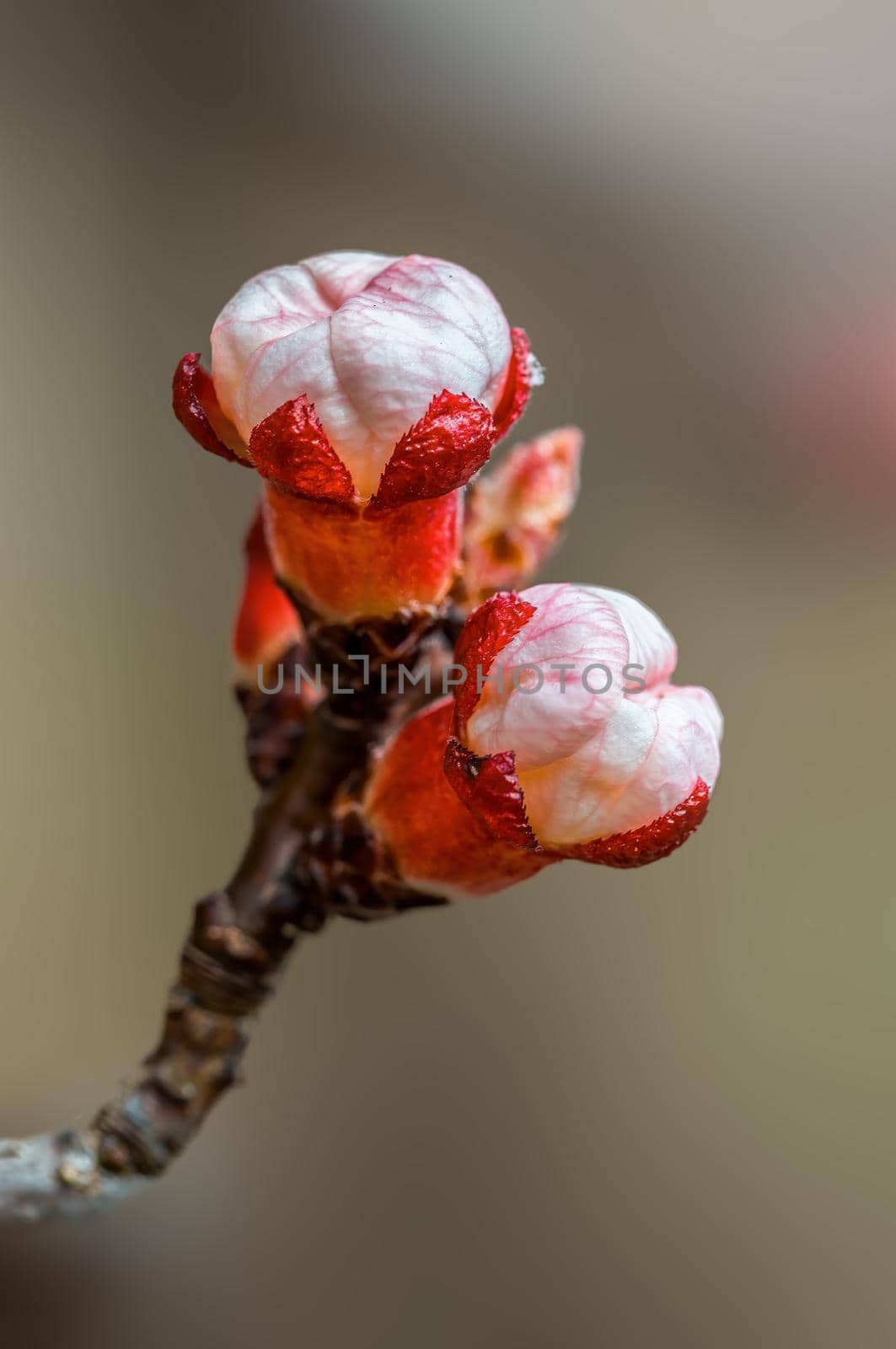 a branch with fresh spring blossoms at the beginning of the year