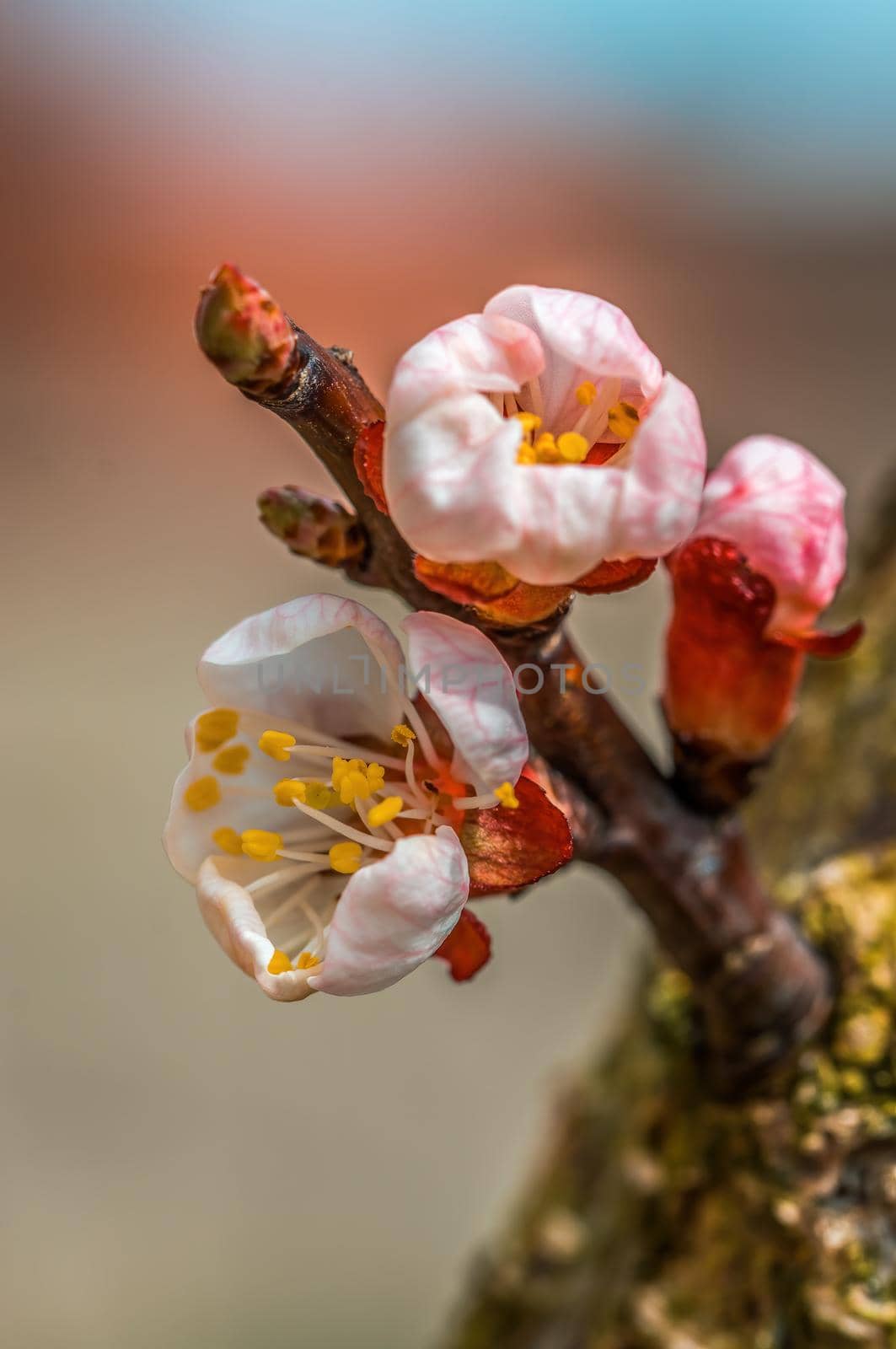 a branch with fresh spring blossoms at the beginning of the year