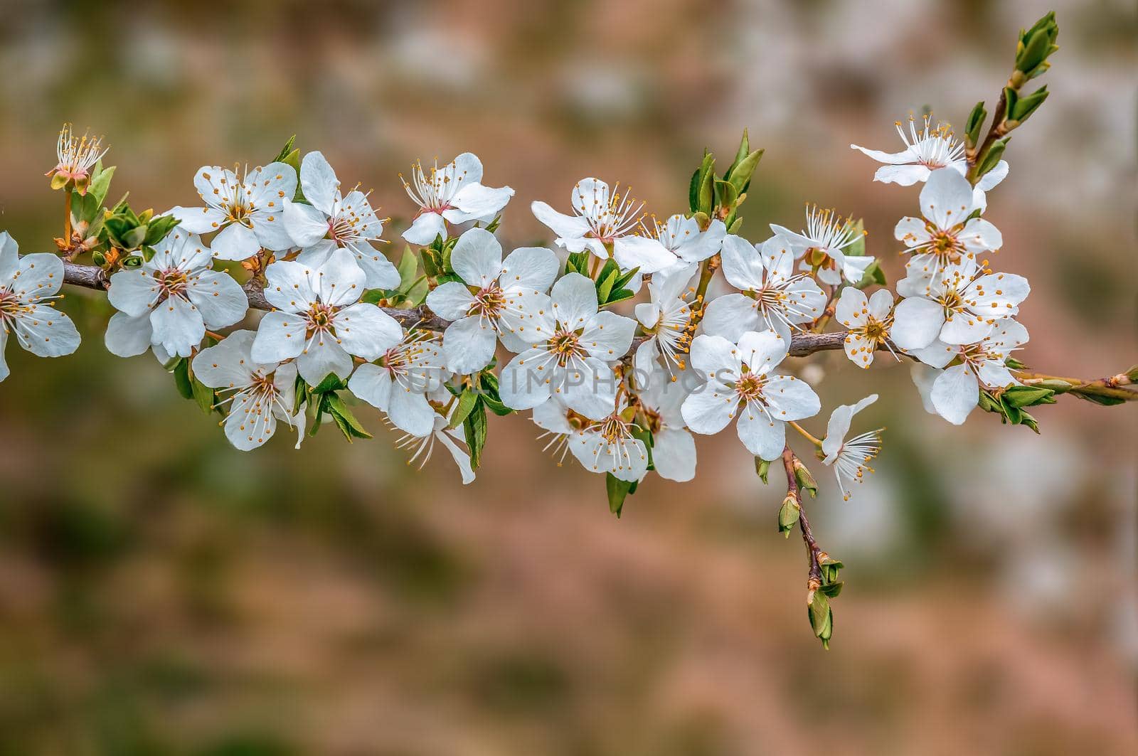a branch with fresh spring blossoms at the beginning of the year