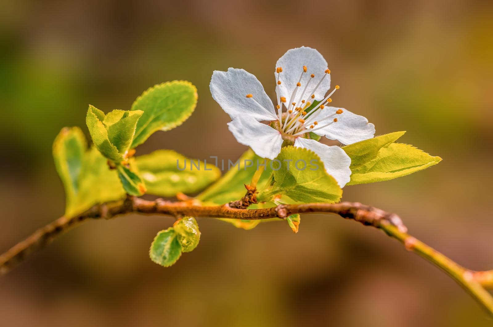a branch with fresh spring blossoms at the beginning of the year
