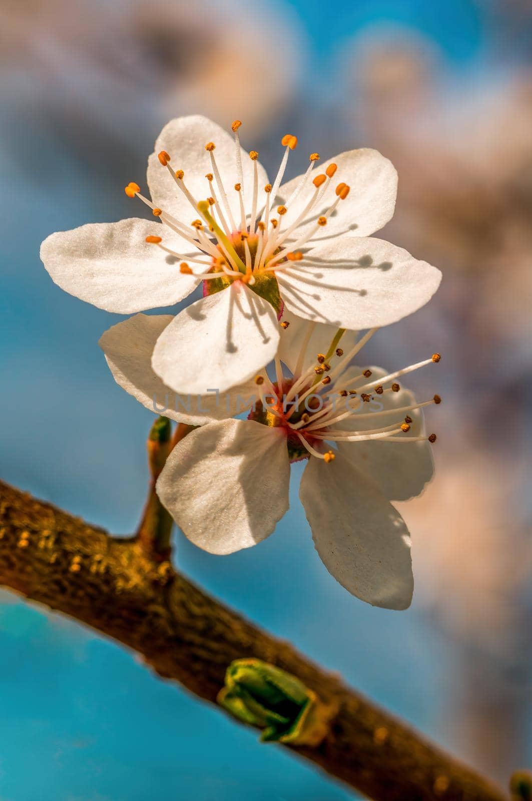 a branch with fresh spring blossoms at the beginning of the year