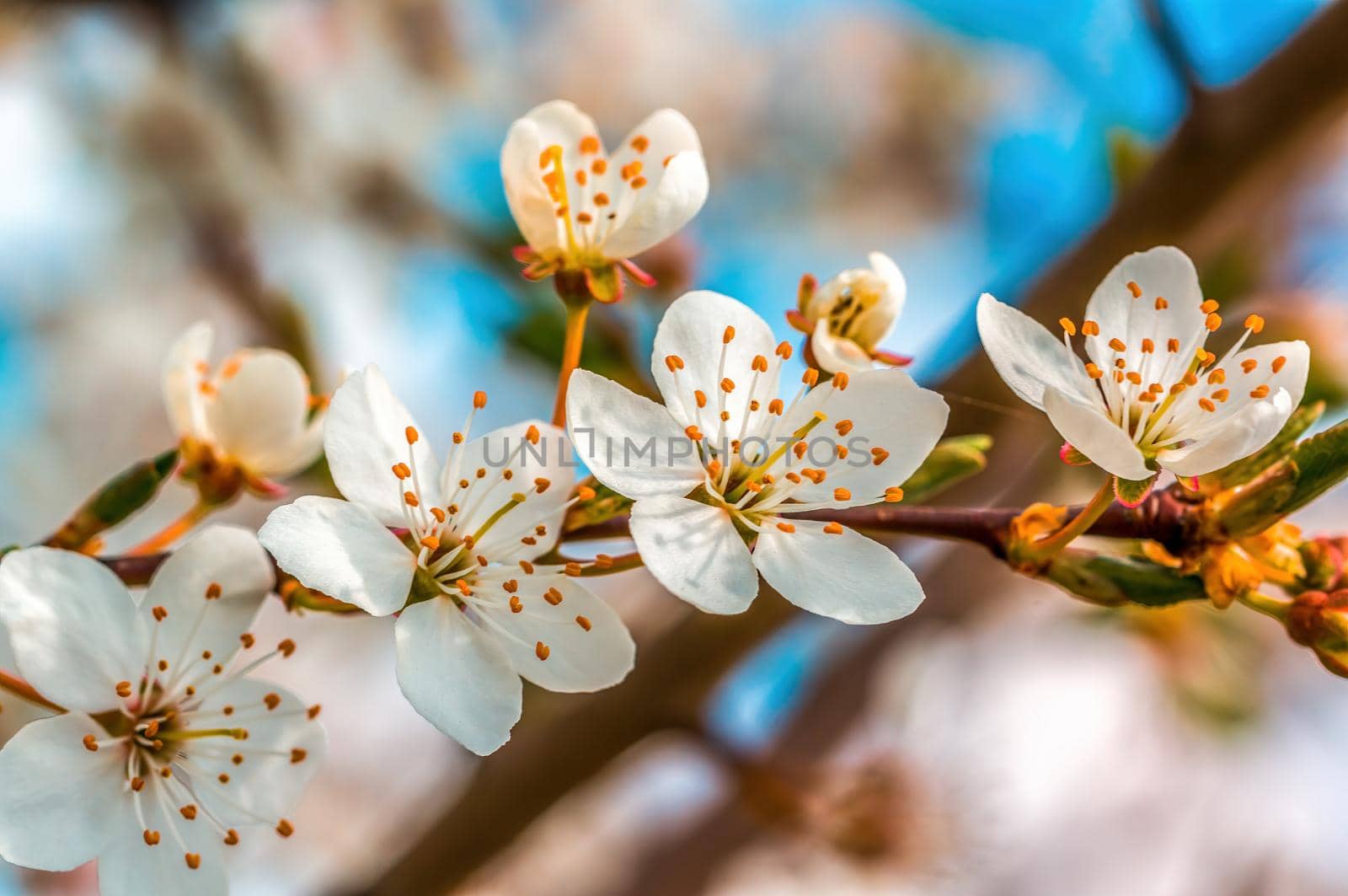 a branch with fresh spring blossoms at the beginning of the year