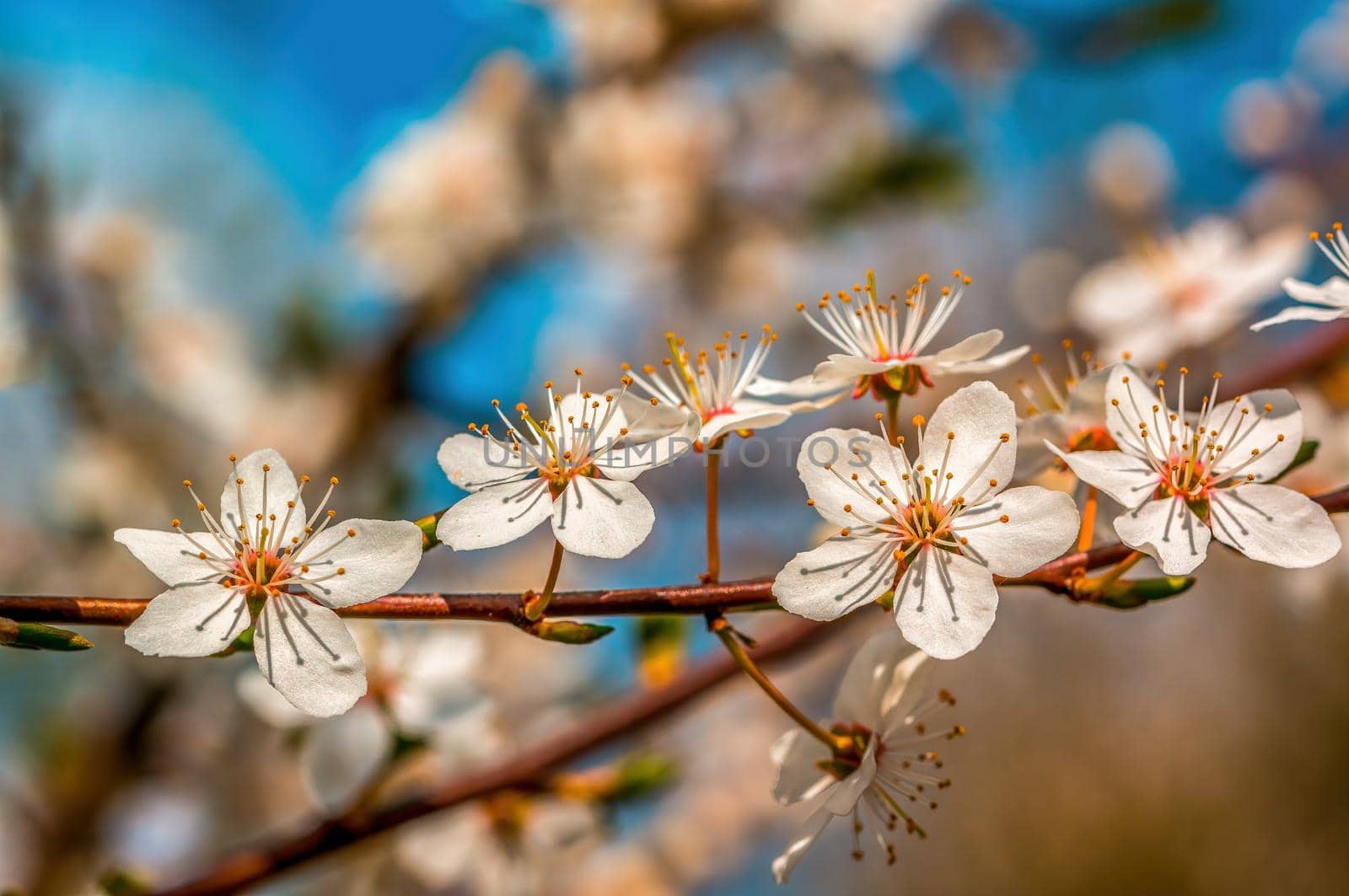a branch with fresh spring blossoms at the beginning of the year
