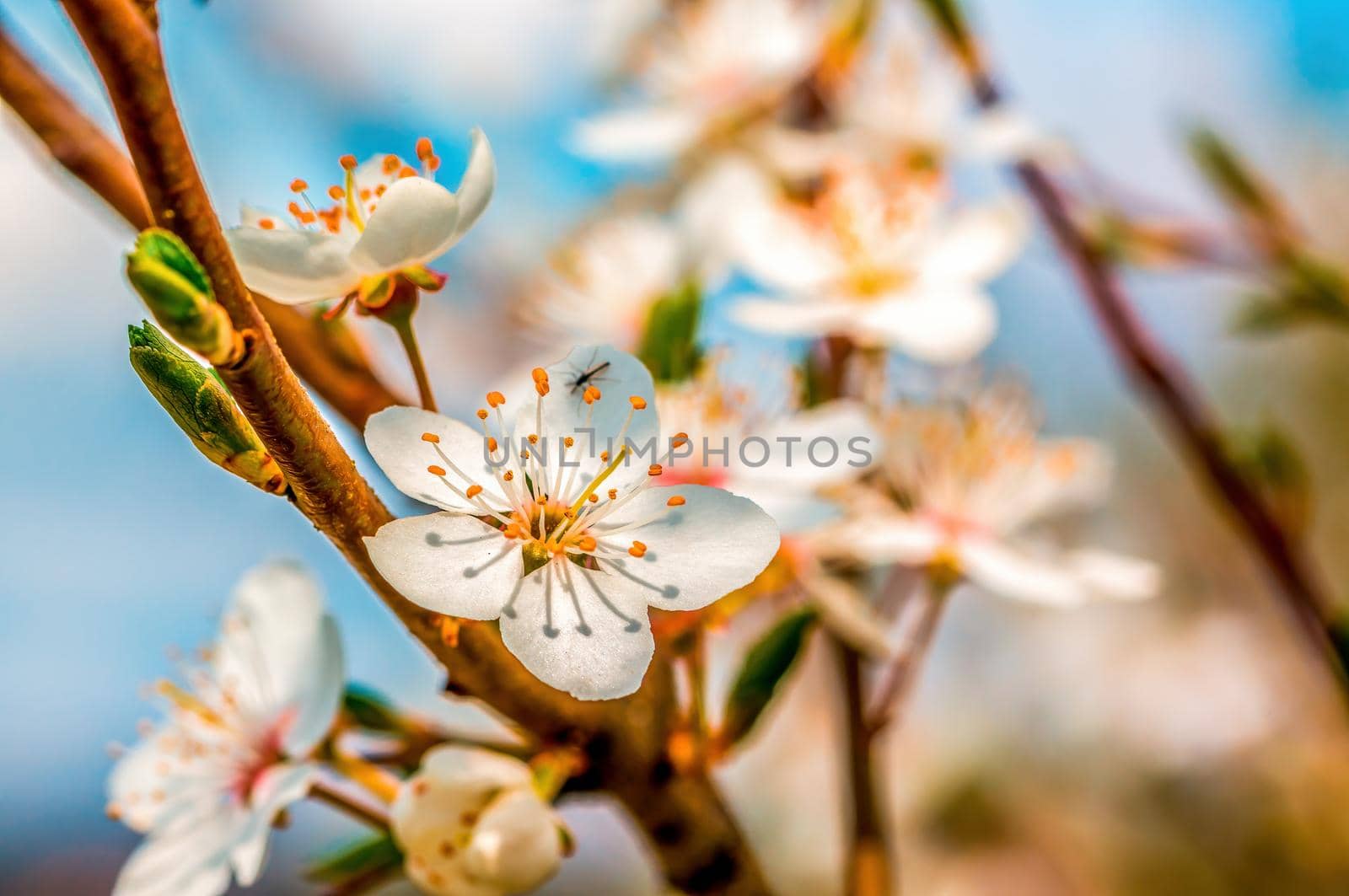 a branch with fresh spring blossoms at the beginning of the year
