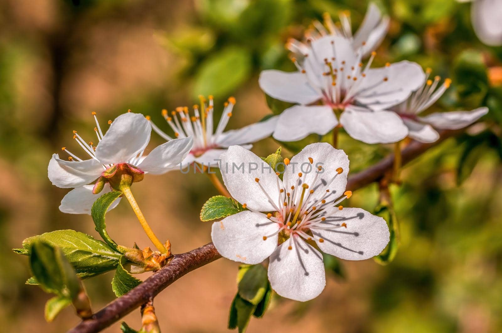 a branch with fresh spring blossoms at the beginning of the year