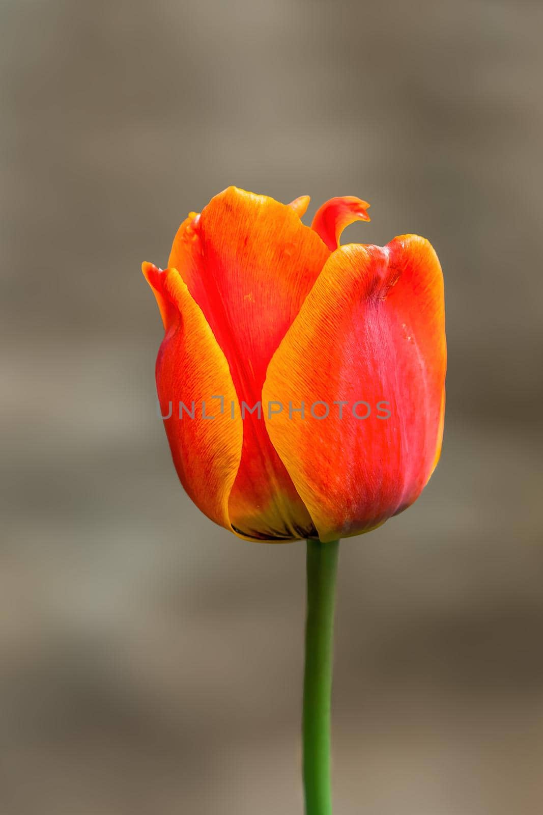 beautiful colorful spring flowers at the beginning of the year