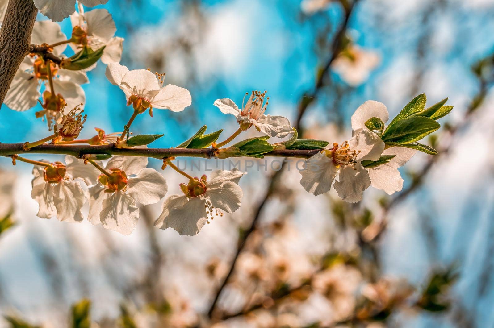 a branch with fresh spring blossoms at the beginning of the year