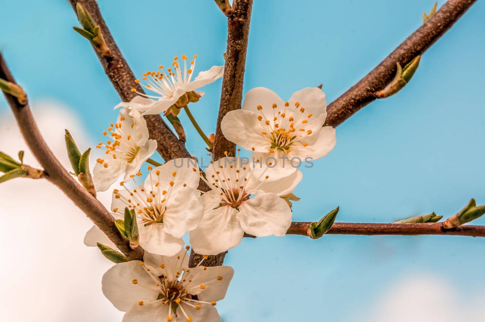 a branch with fresh spring blossoms at the beginning of the year