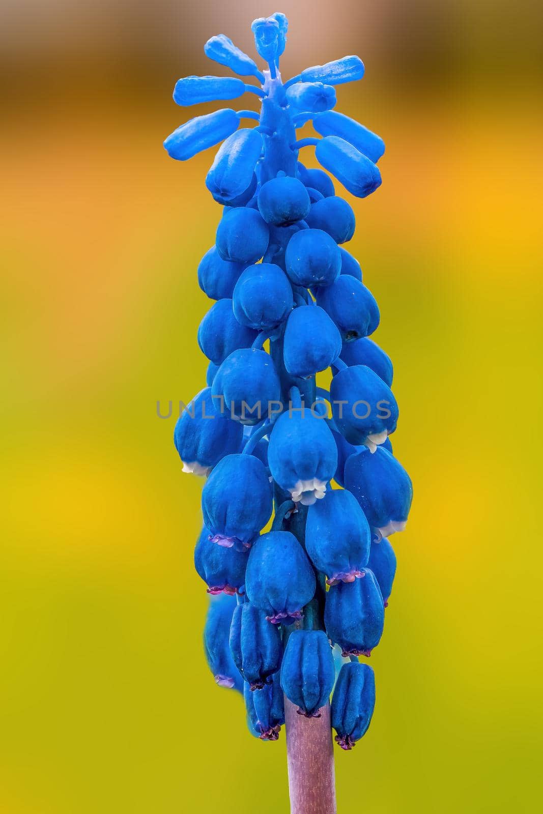 beautiful colorful spring flowers at the beginning of the year