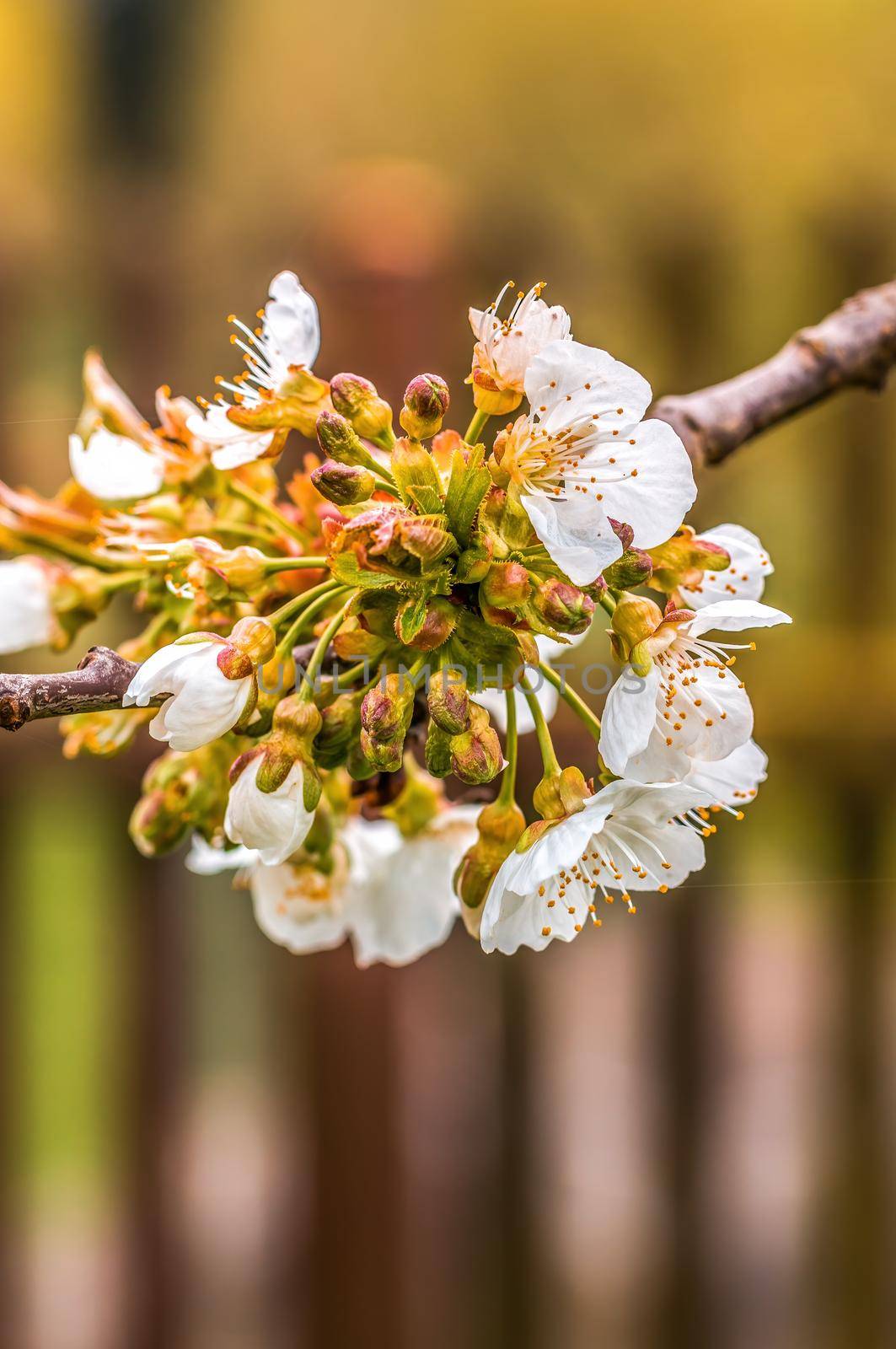 a branch with fresh spring blossoms at the beginning of the year