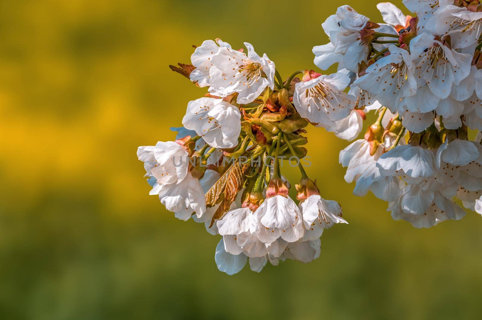 a branch with fresh spring blossoms at the beginning of the year