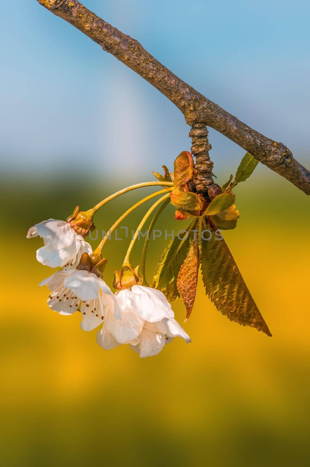 a branch with fresh spring blossoms at the beginning of the year