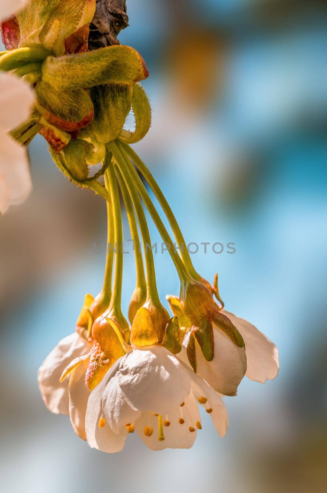 a branch with fresh spring blossoms at the beginning of the year