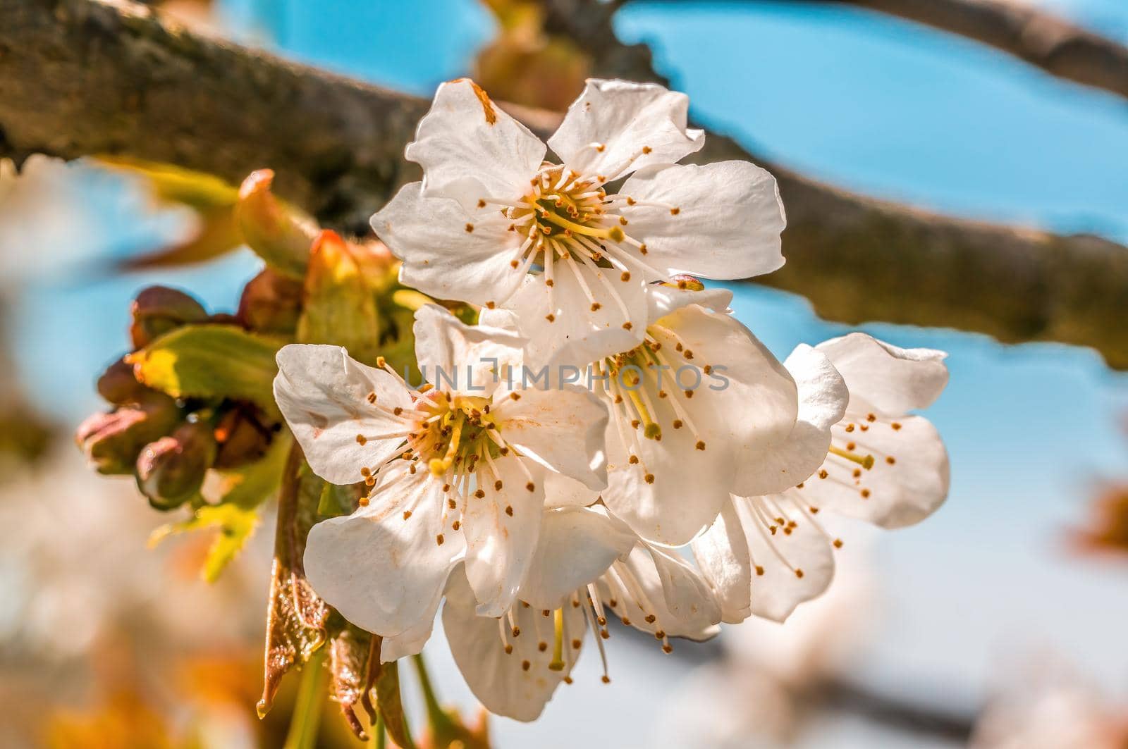 a branch with fresh spring blossoms at the beginning of the year