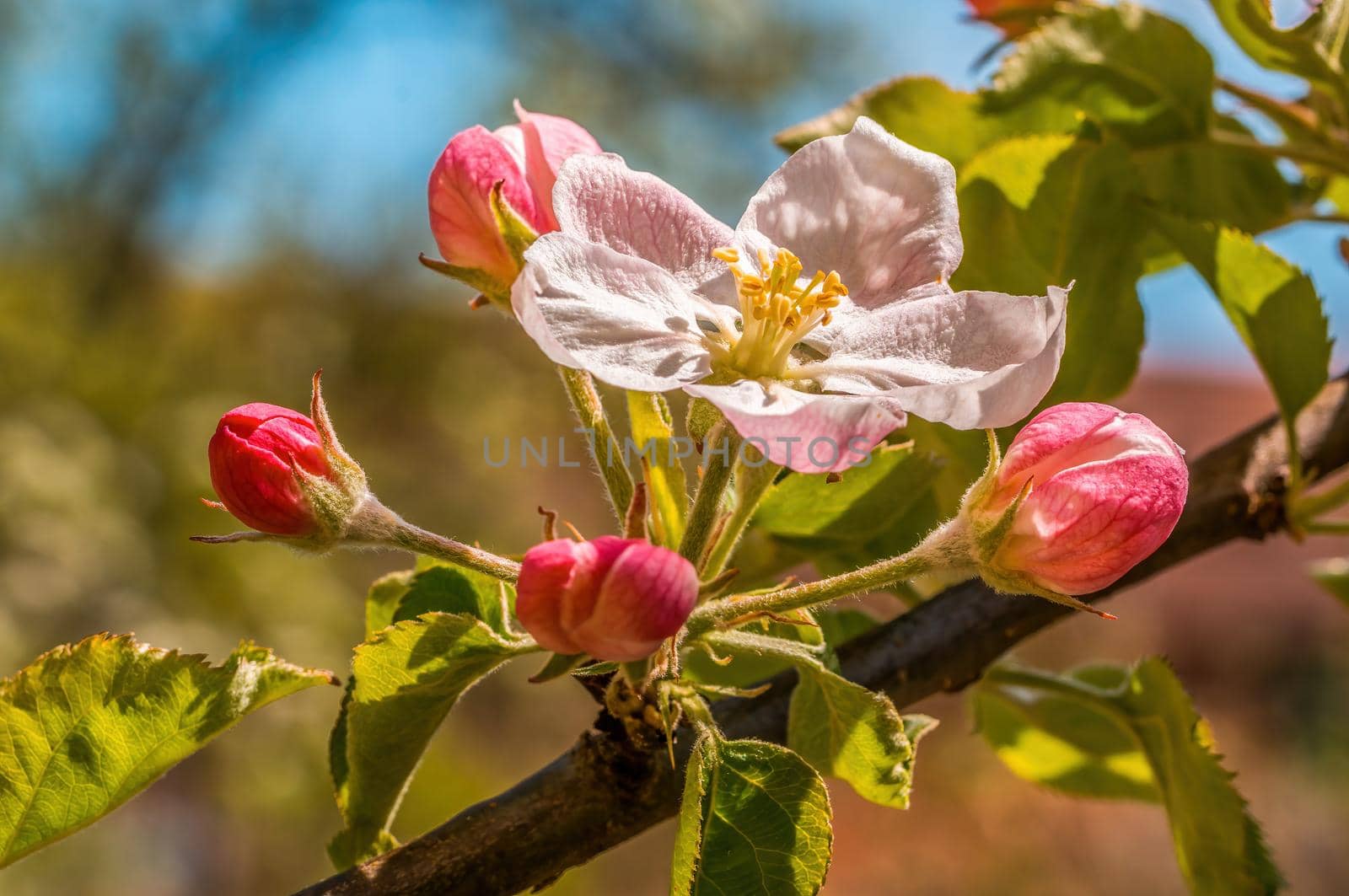 a branch with fresh spring blossoms at the beginning of the year