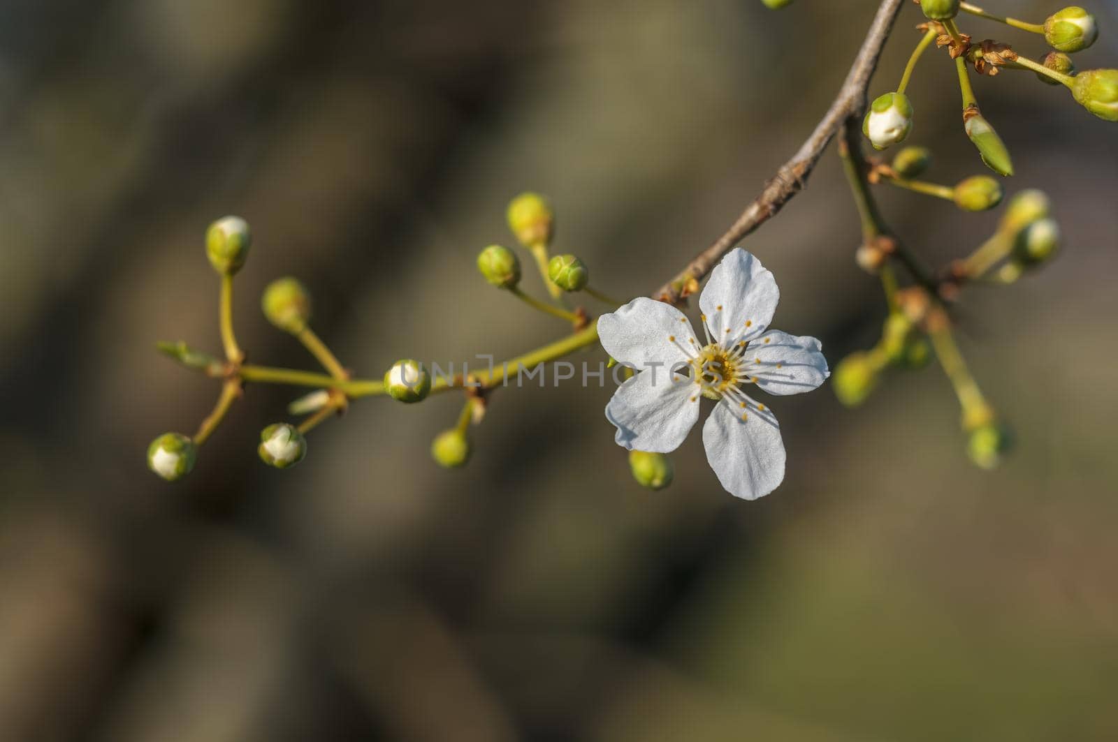 a branch with fresh spring blossoms at the beginning of the year