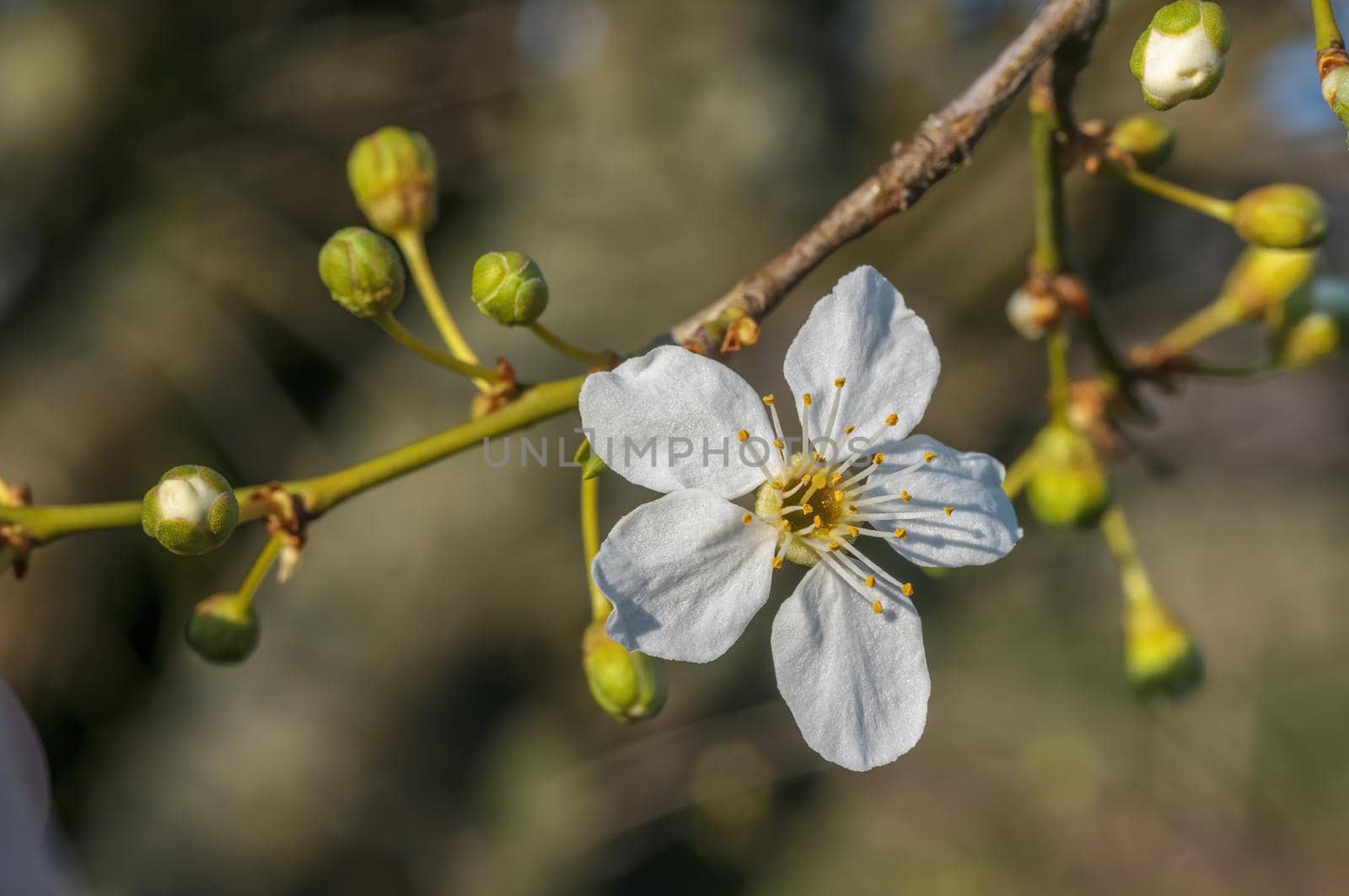 a branch with fresh spring blossoms at the beginning of the year