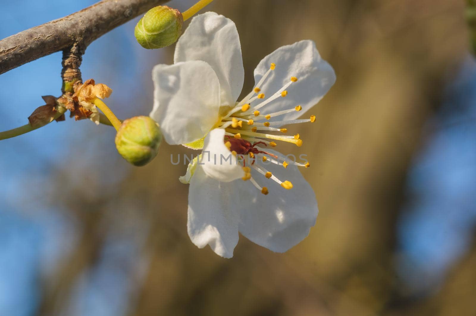 a branch with fresh spring blossoms at the beginning of the year