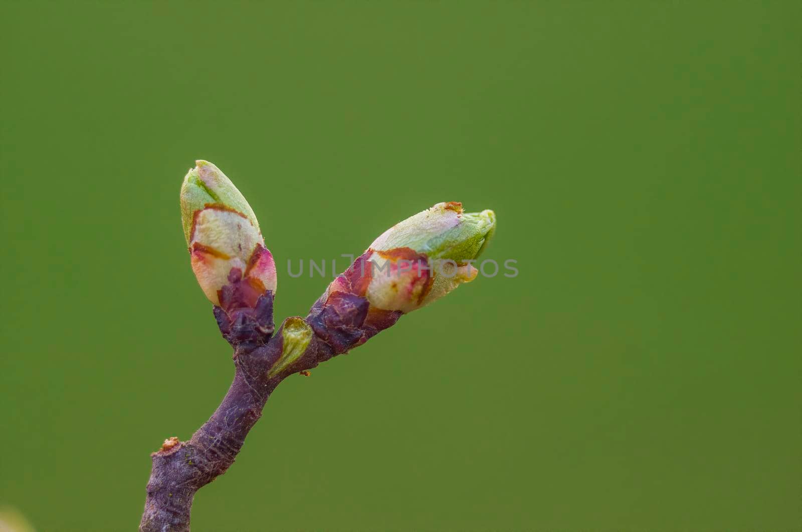 a branch with fresh spring blossoms at the beginning of the year