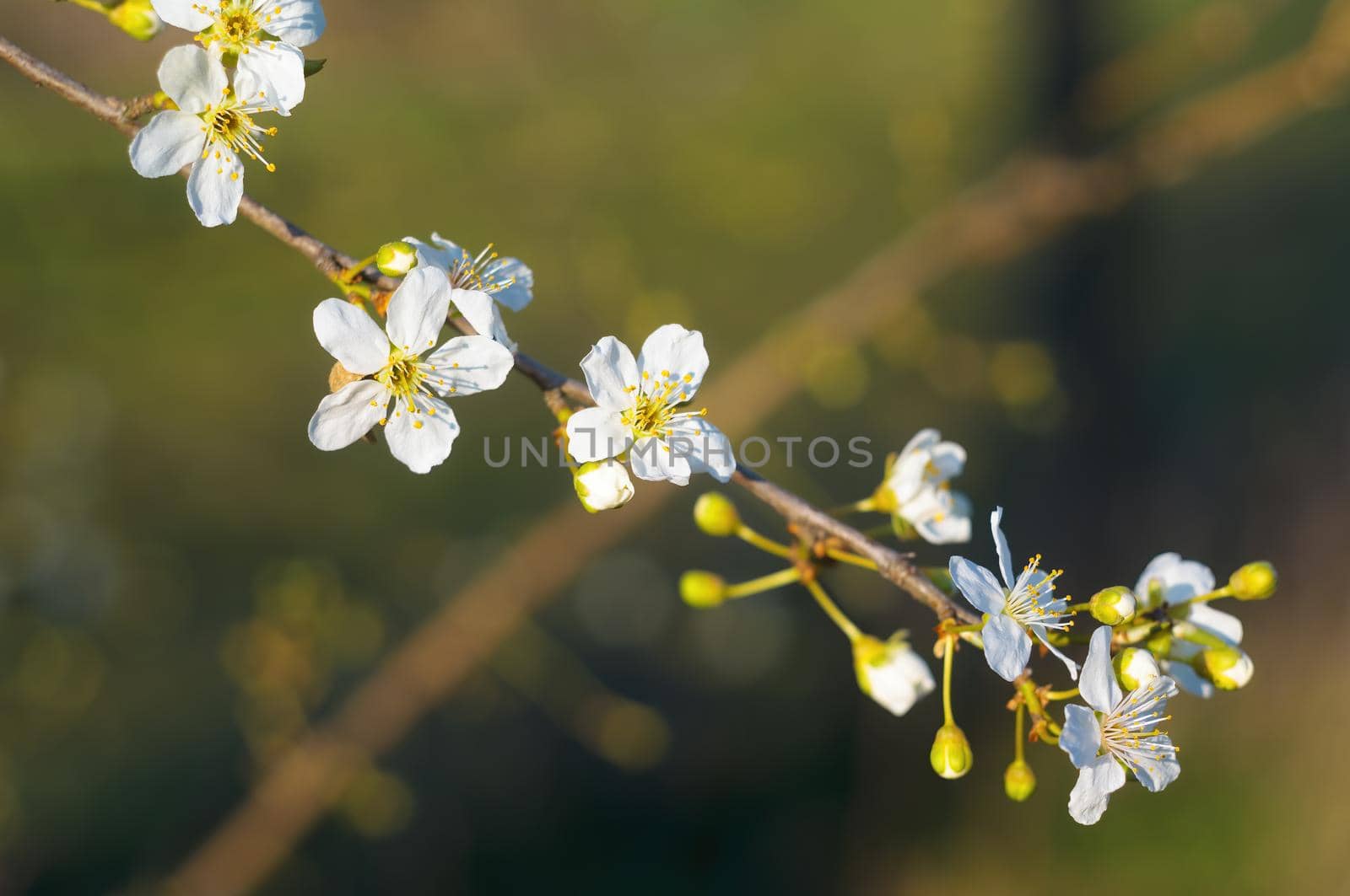 a branch with fresh spring blossoms at the beginning of the year