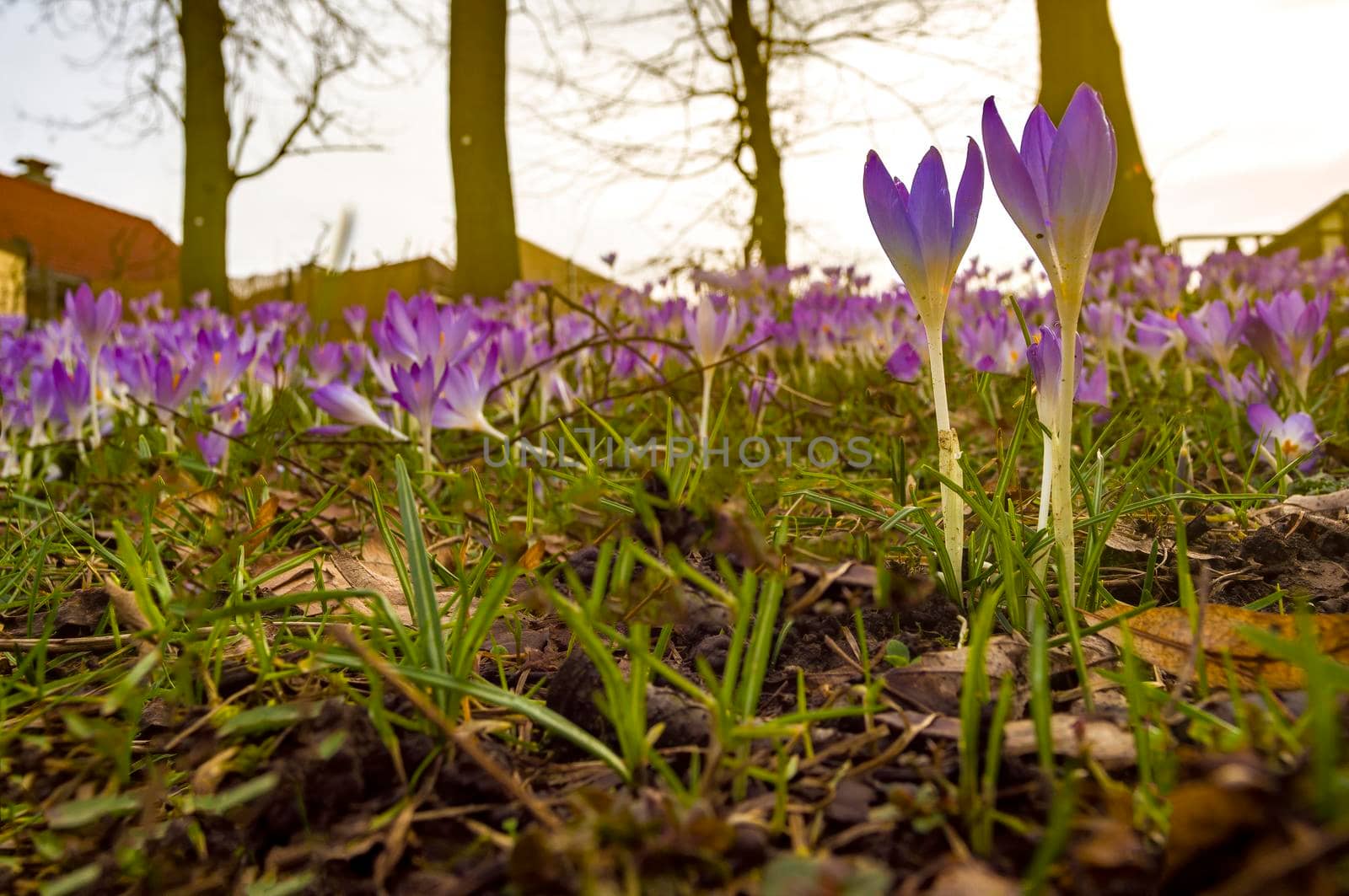 beautiful colorful spring flowers at the beginning of the year