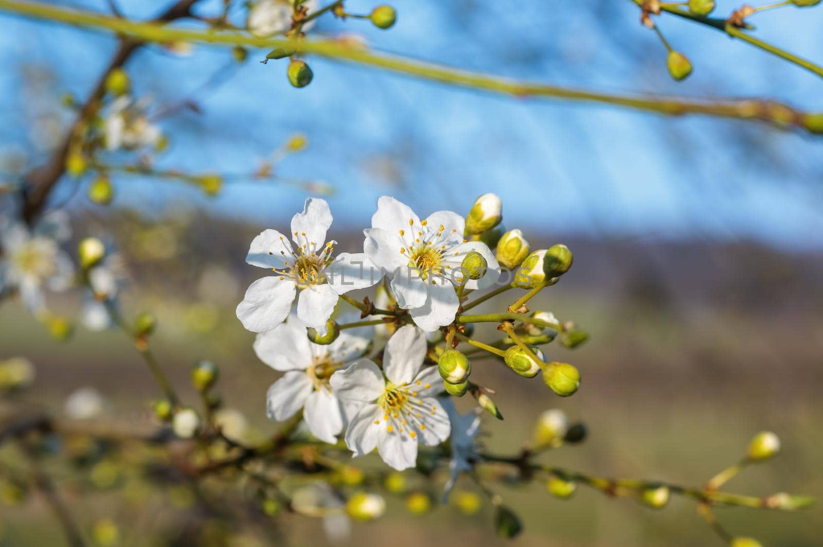 a branch with fresh spring blossoms at the beginning of the year