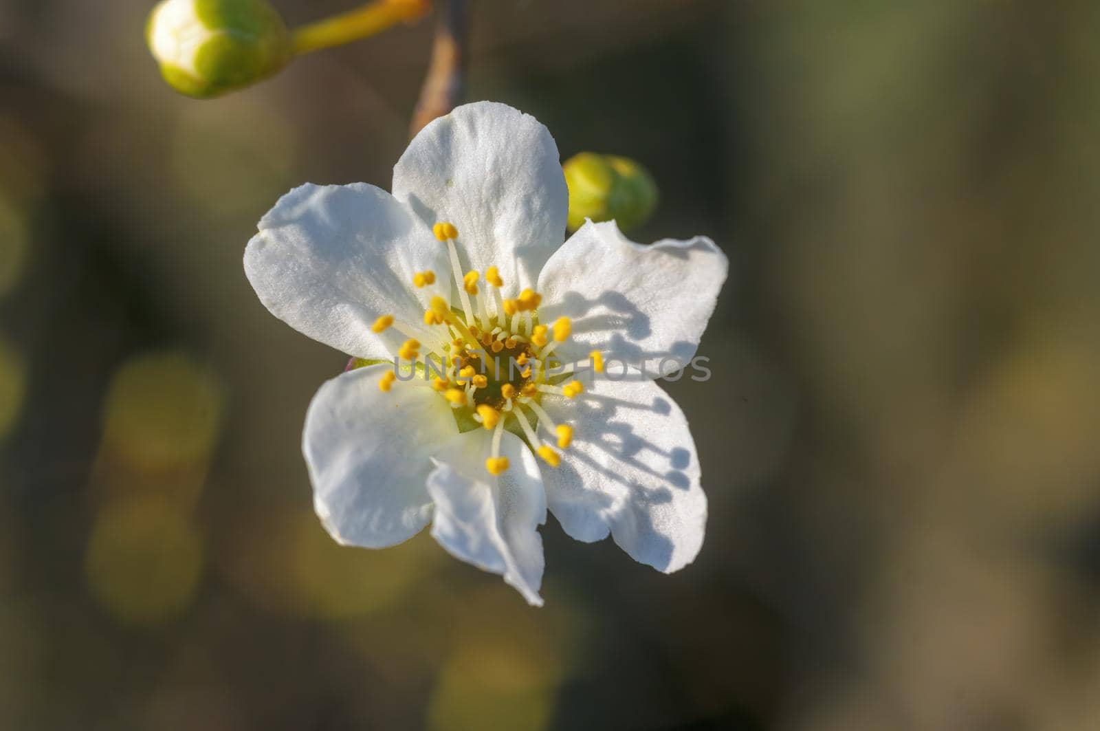 a branch with fresh spring blossoms at the beginning of the year
