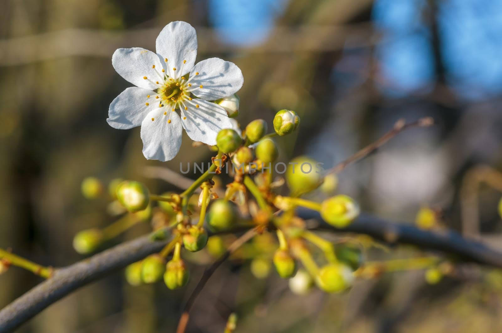 a branch with fresh spring blossoms at the beginning of the year