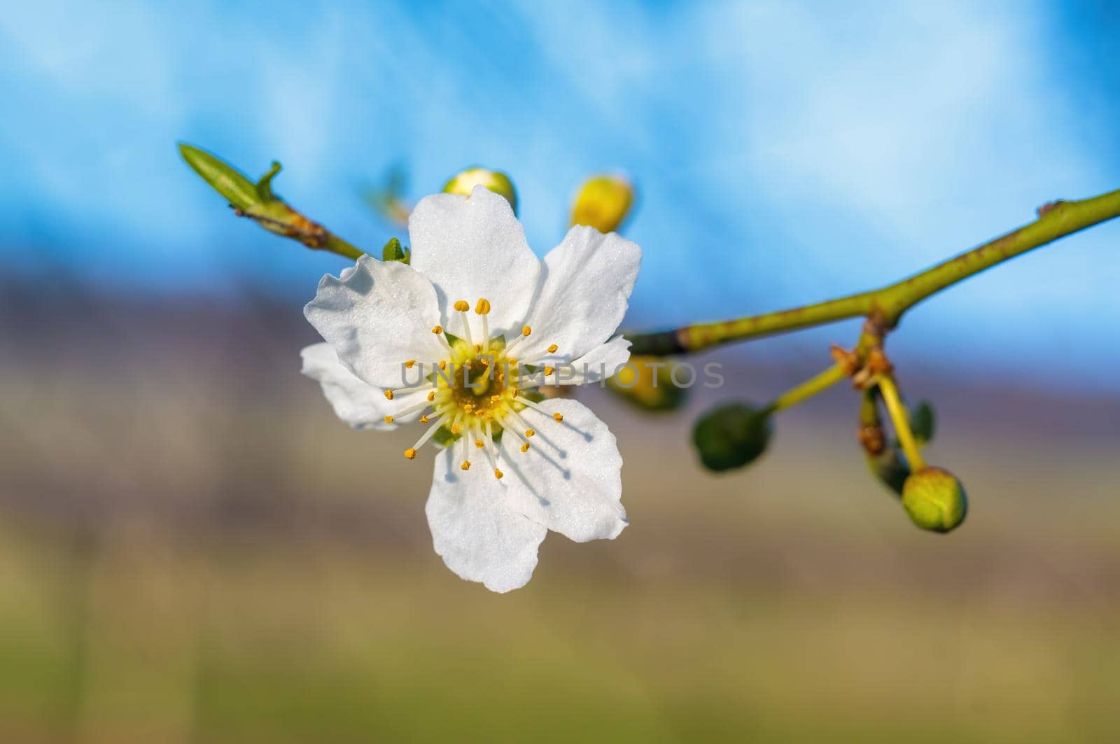 a branch with fresh spring blossoms at the beginning of the year