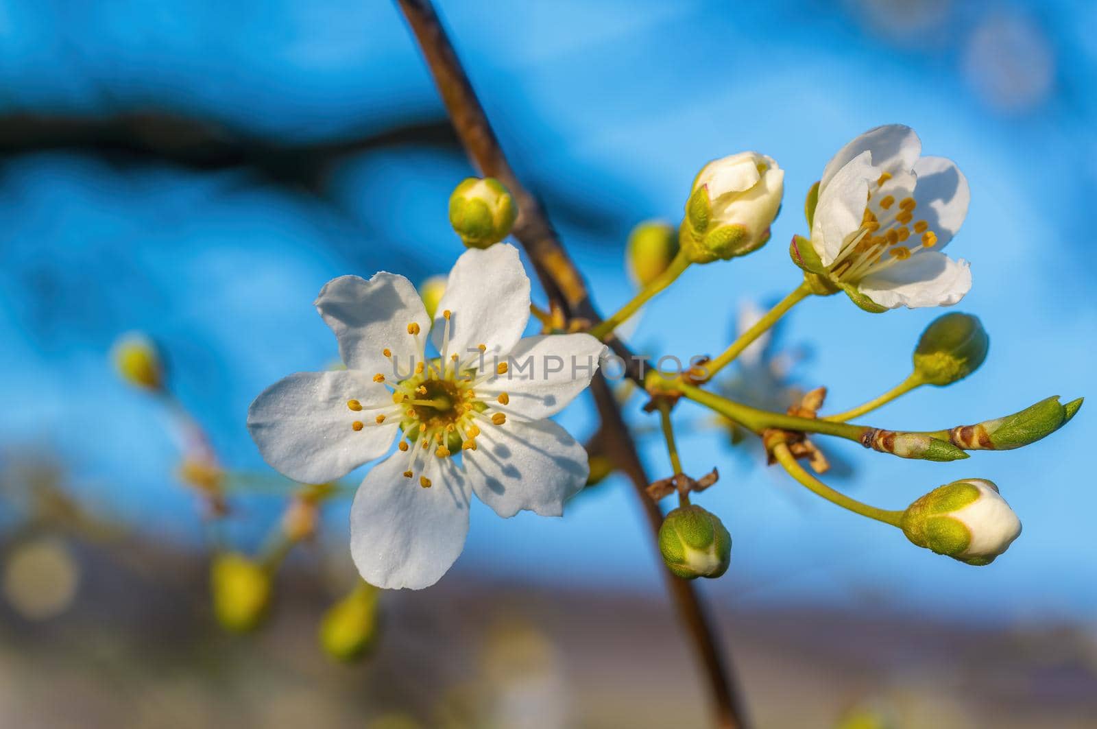 a branch with fresh spring blossoms at the beginning of the year