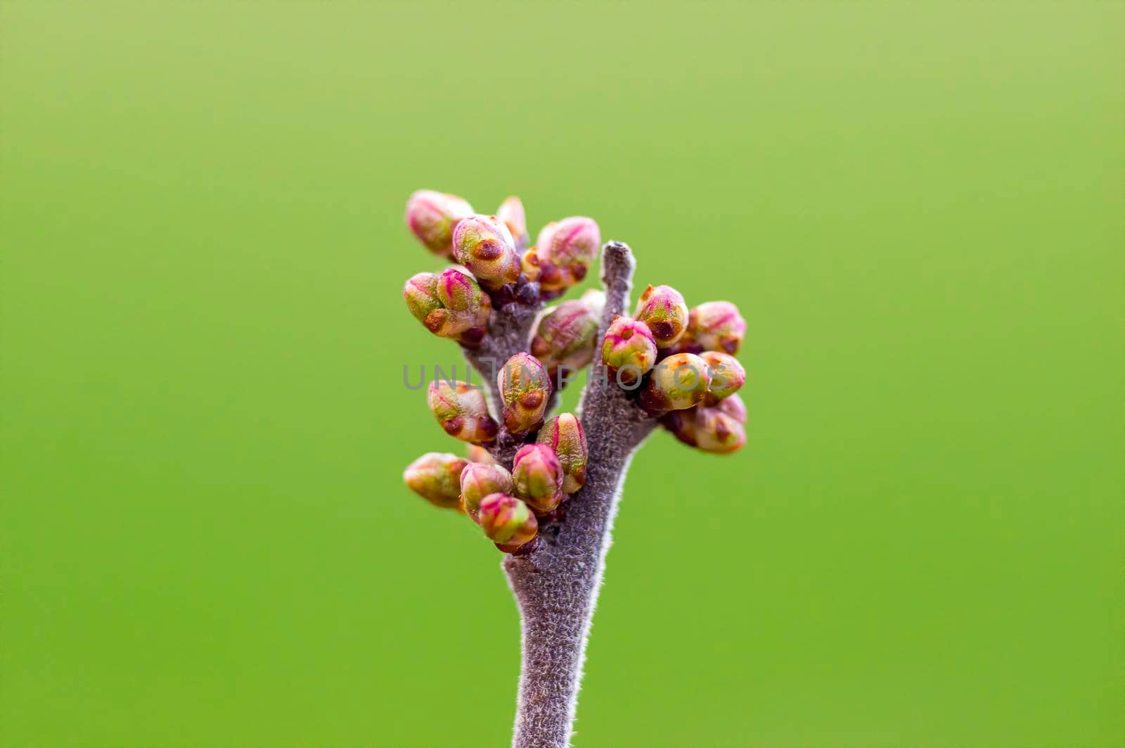 a branch with fresh spring blossoms at the beginning of the year