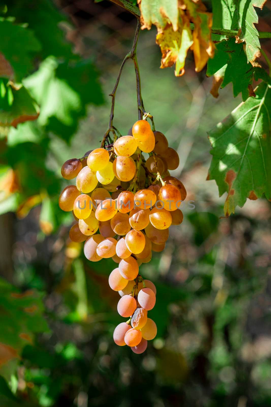 A vertical shot on autumn sunny day.