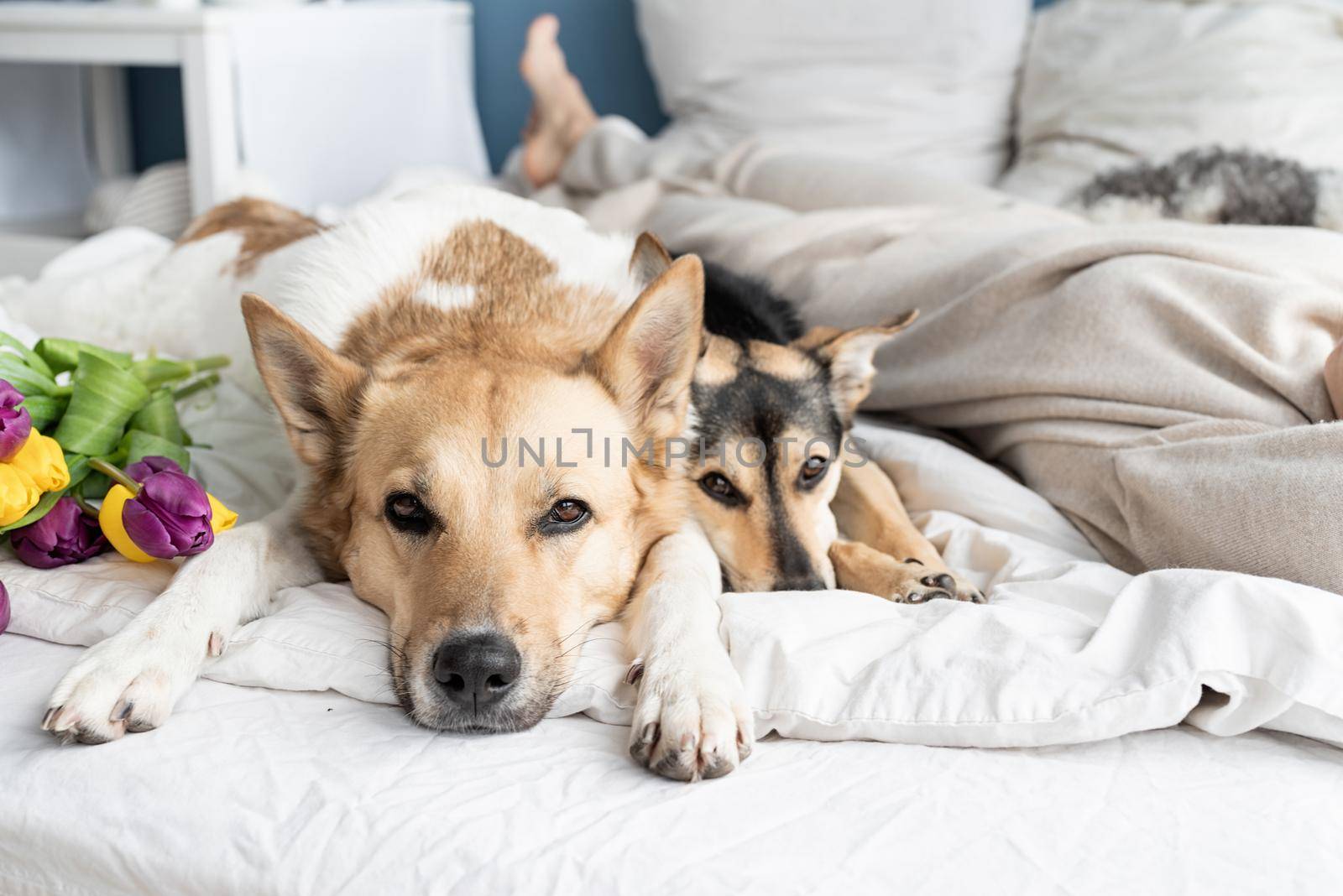 Happy young woman lying in the bed with her dogs, blue wall background