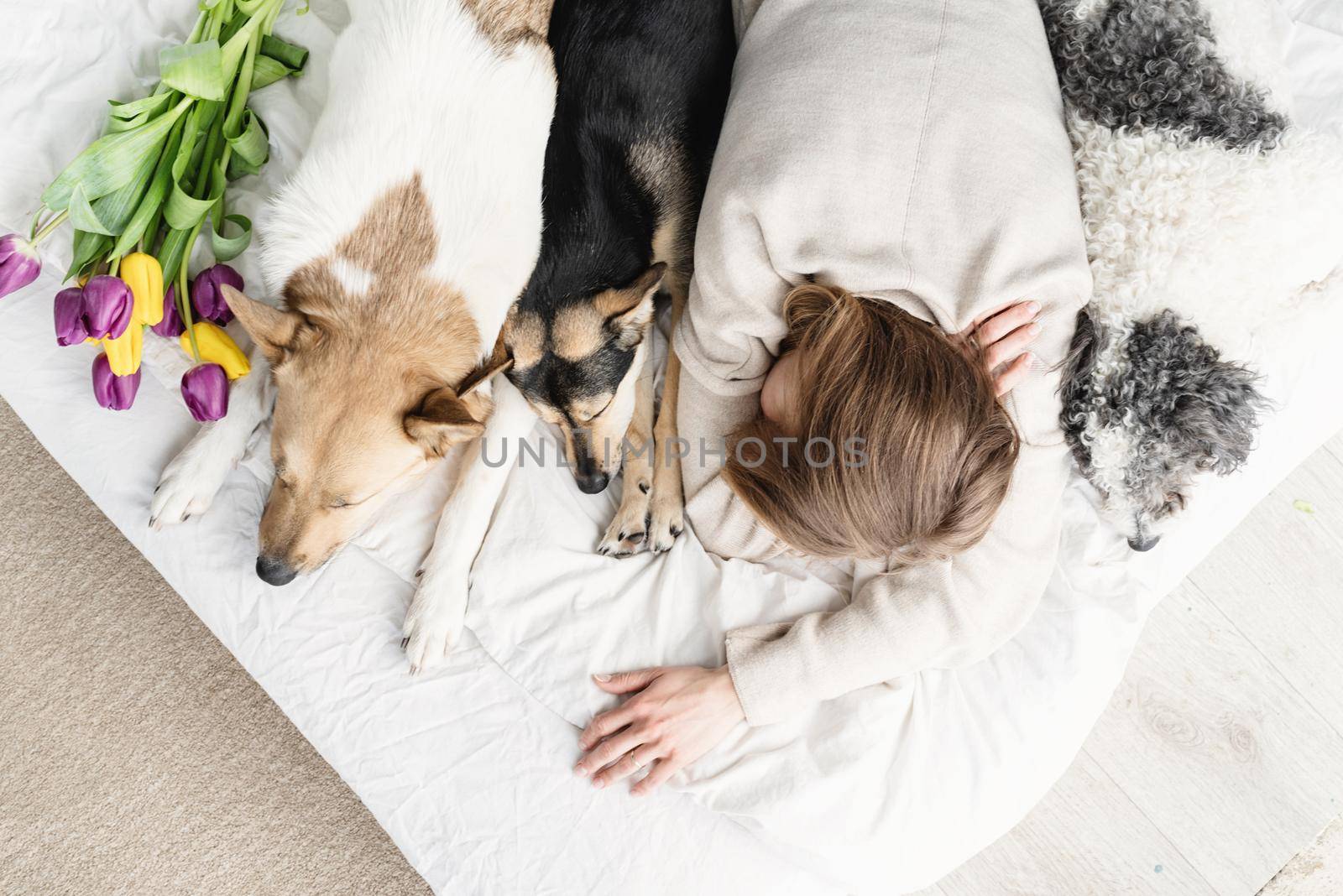 young woman wearing pajamas lying in the bed with her dogs, top view by Desperada