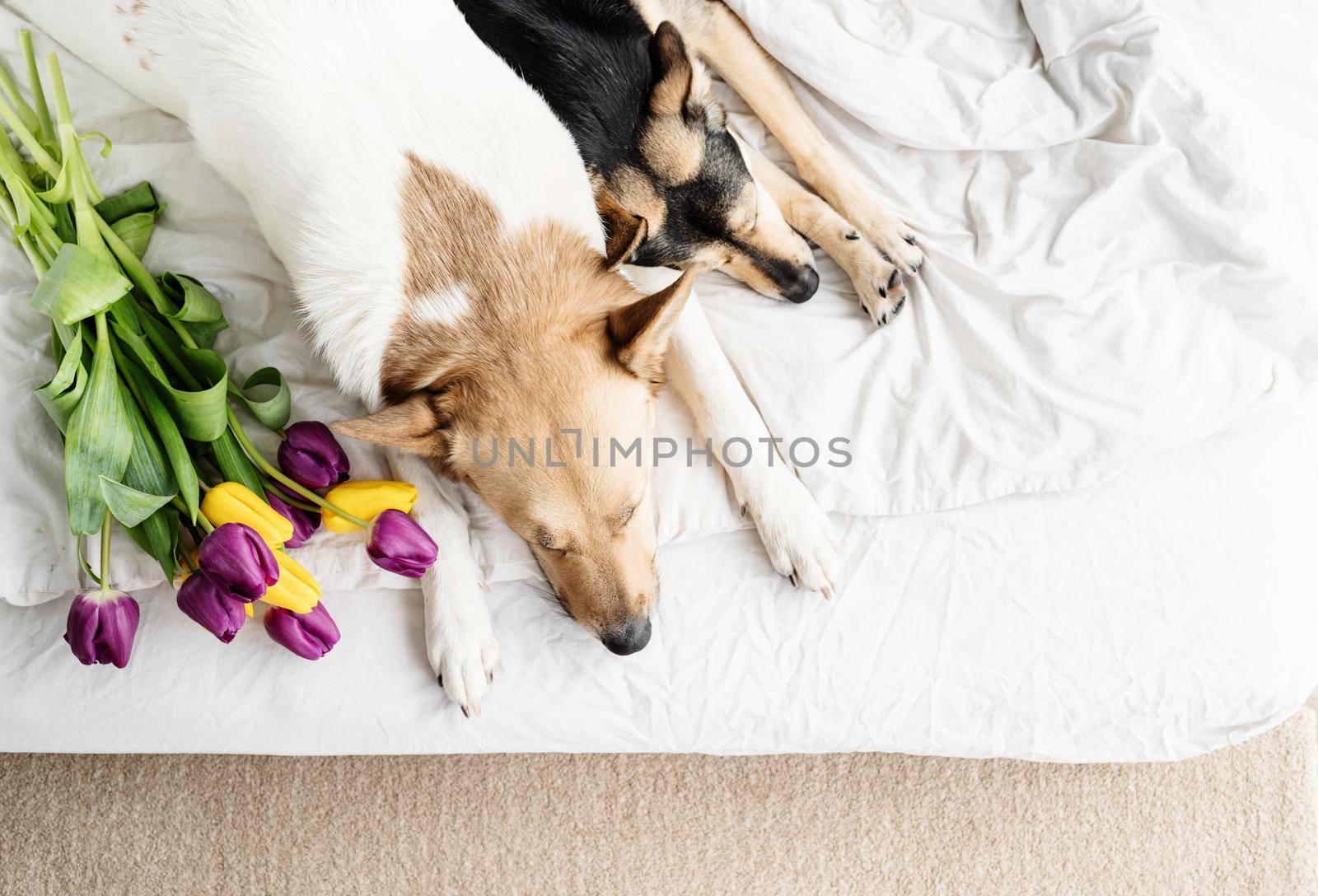 Two dogs lying on the bed at home with a bouquet of tulips by Desperada