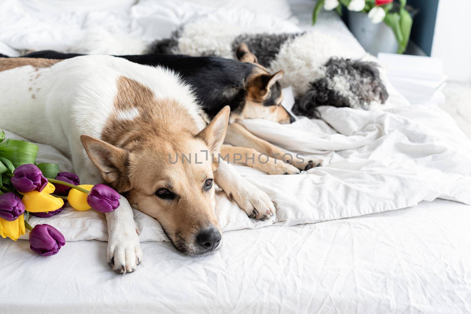 Spring tulips and dogs in the bed. Cute group of mixed breed dogs lying on the bed with tulips