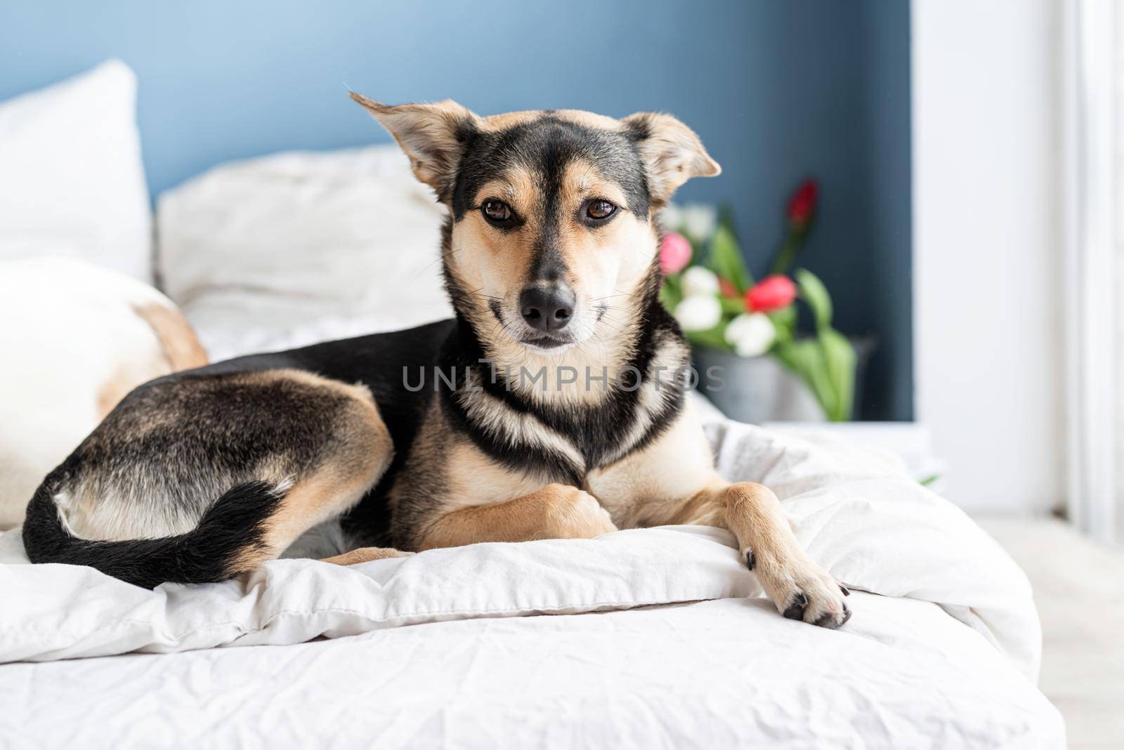 Cute dog lying on the bed with a bouquet of tulips by Desperada