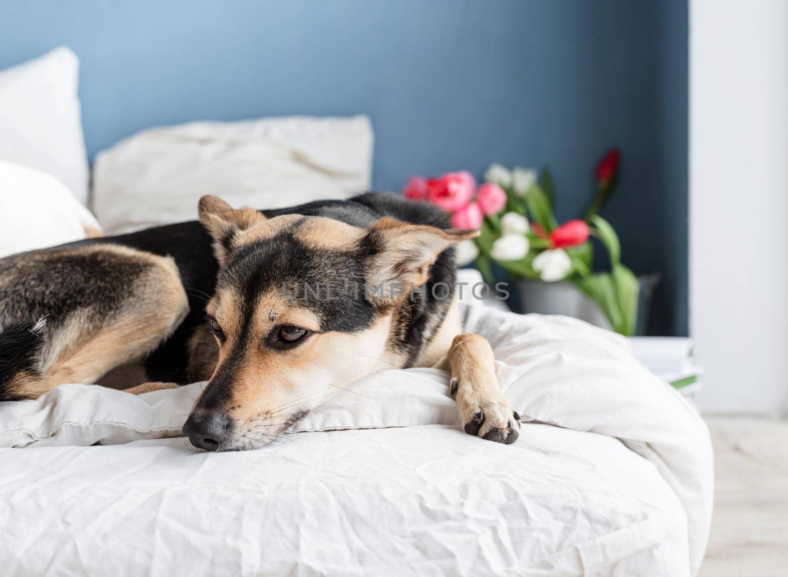 Cute dog lying on the bed with a bouquet of tulips on background by Desperada