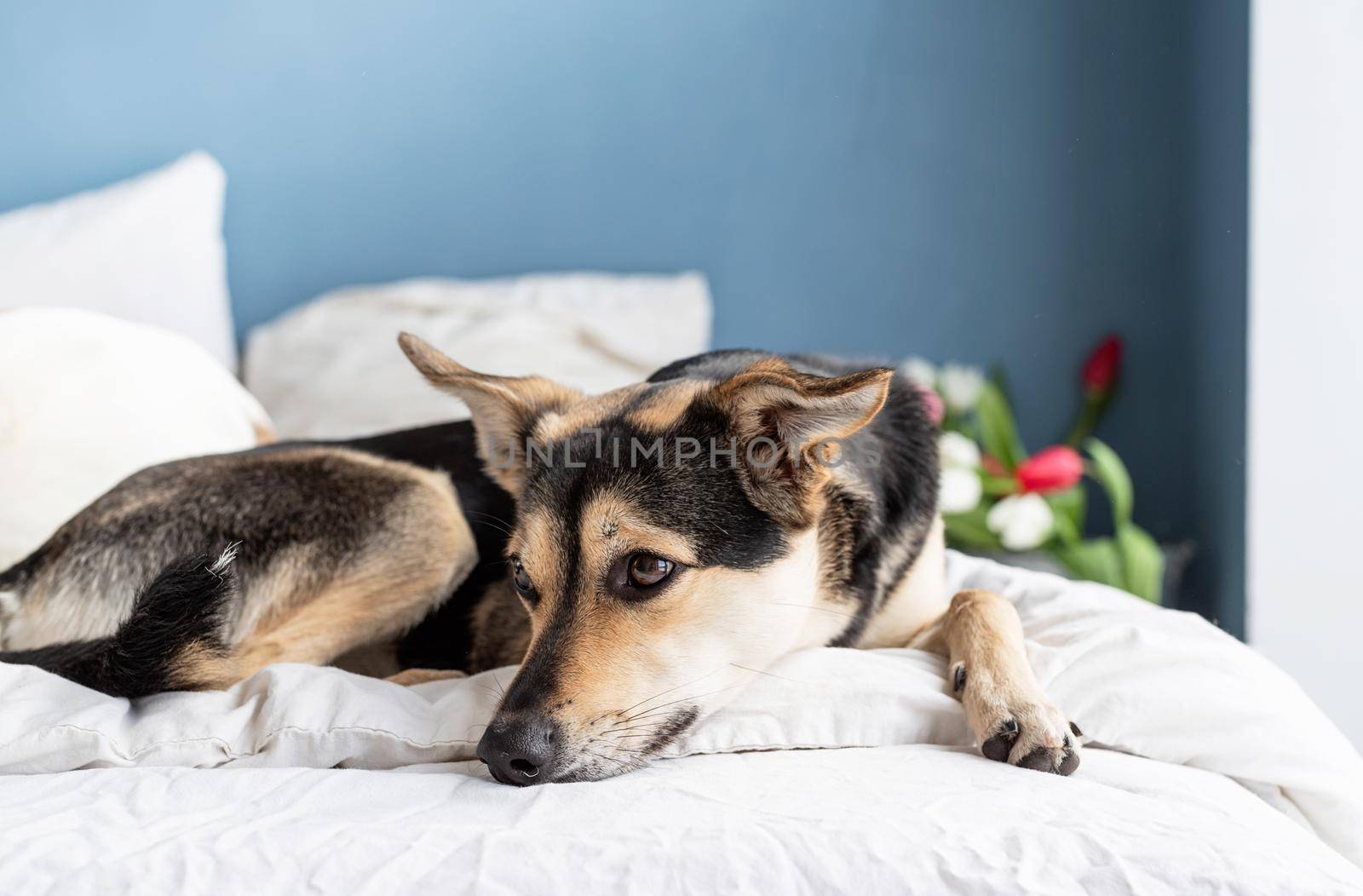 Cute dog lying on the bed with a bouquet of tulips on background by Desperada