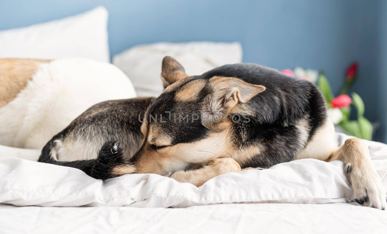 Cute dog lying on the bed with a bouquet of tulips on background by Desperada