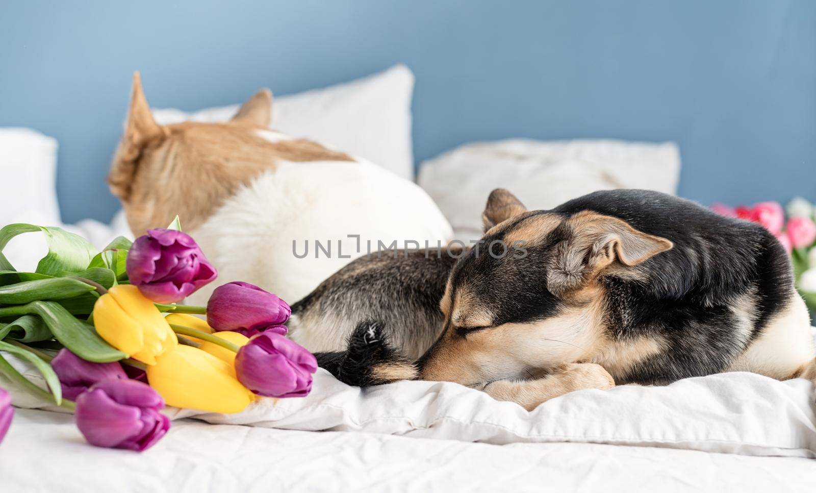 Cute dog lying on the bed with a bouquet of tulips by Desperada