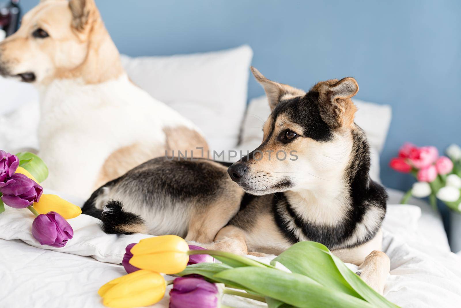 Cute dog lying on the bed with a bouquet of tulips by Desperada