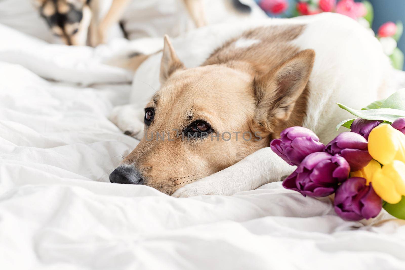 Spring tulips and dog on the bed. Cute mixed breed dog lying on the bed with tulips