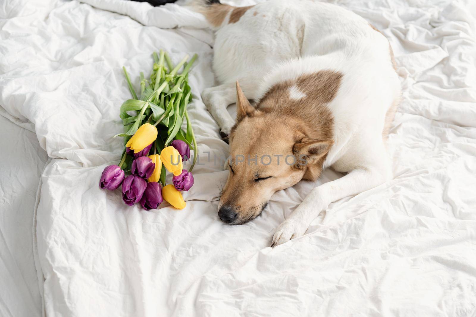 Spring tulips and dog on the bed. Cute mixed breed dog lying on the bed with tulips