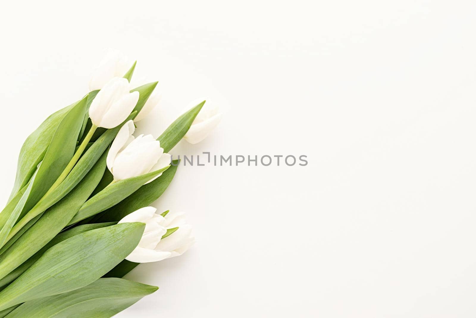 Spring concept. White tulip bouquet for mock up design on white background with copy space