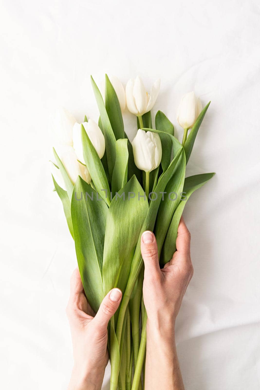 Spring concept. Top view of woman hands holding white tulip bouquet on white fabric background