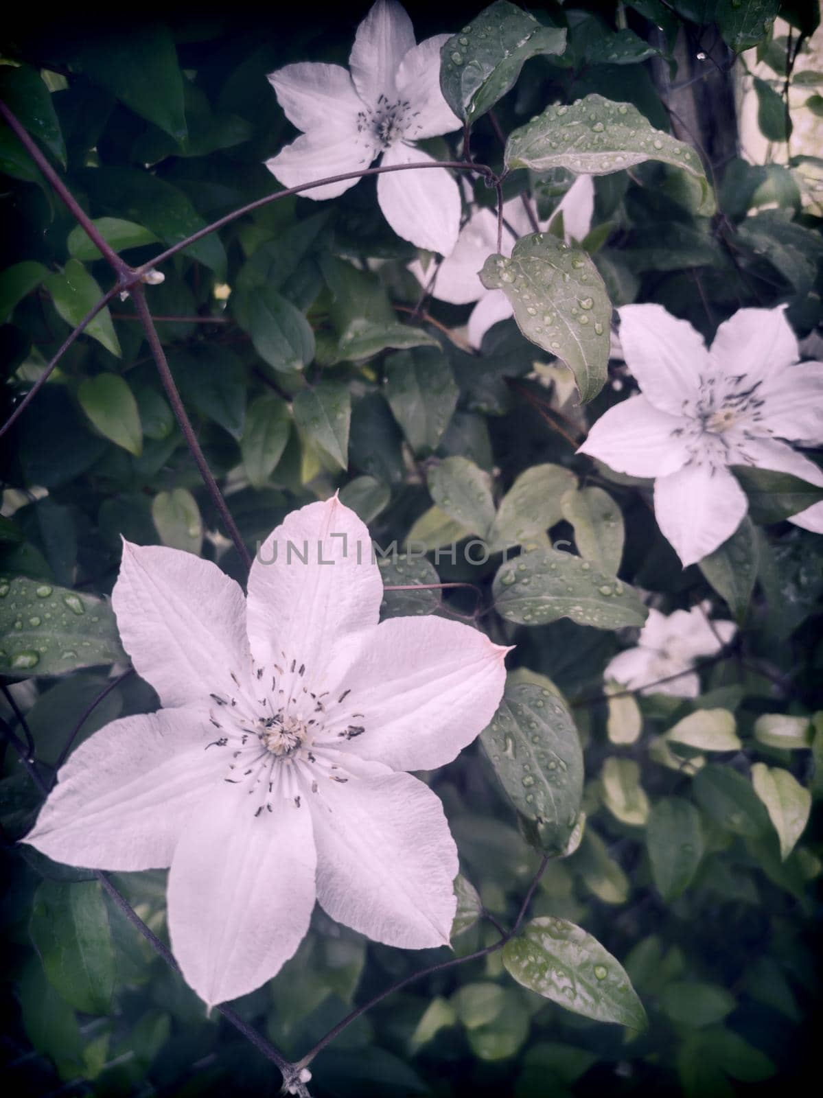 Beautiful white clematis flowers in the garden by georgina198