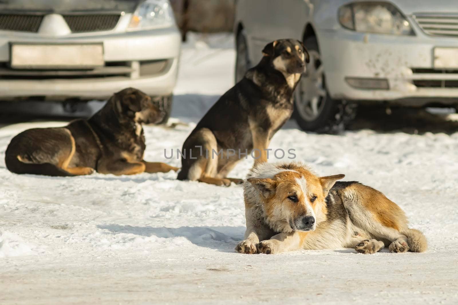 a pack of dangerous adult yard dogs sit and lie on the cold snow in winter in the courtyard of a residential area near a parking lot