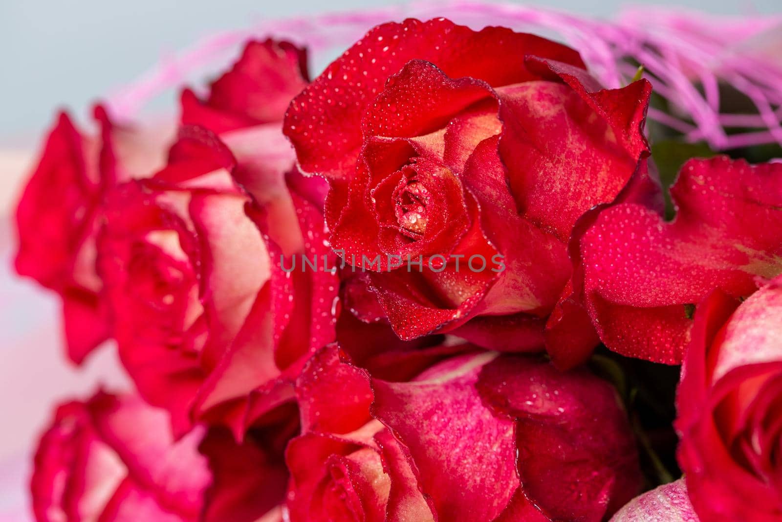 Macro photo of a red rose bud with water drops on a flower.