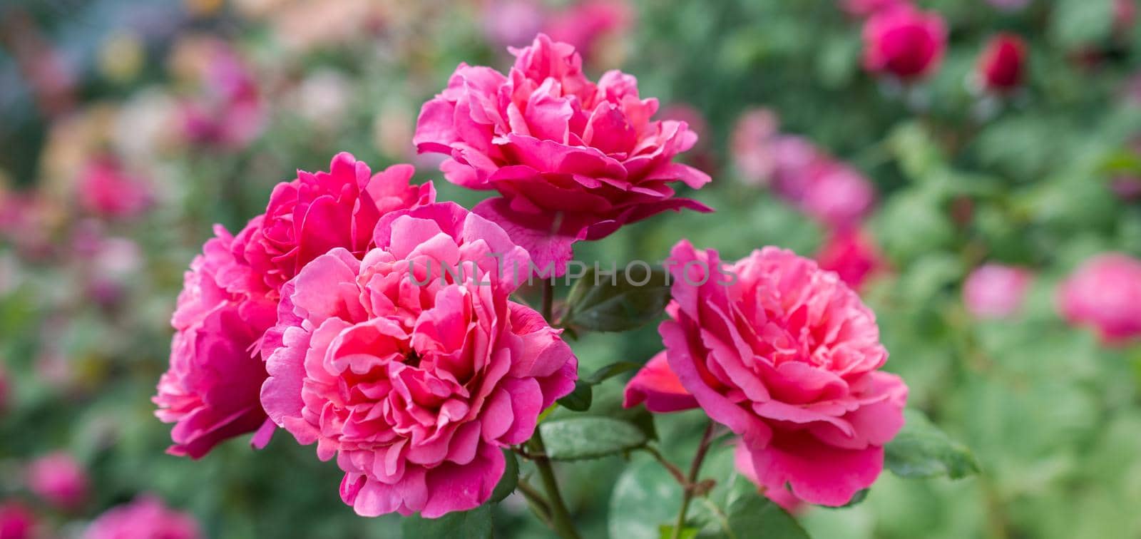 Blooming beautiful bunch of  roses in the garden by berkay